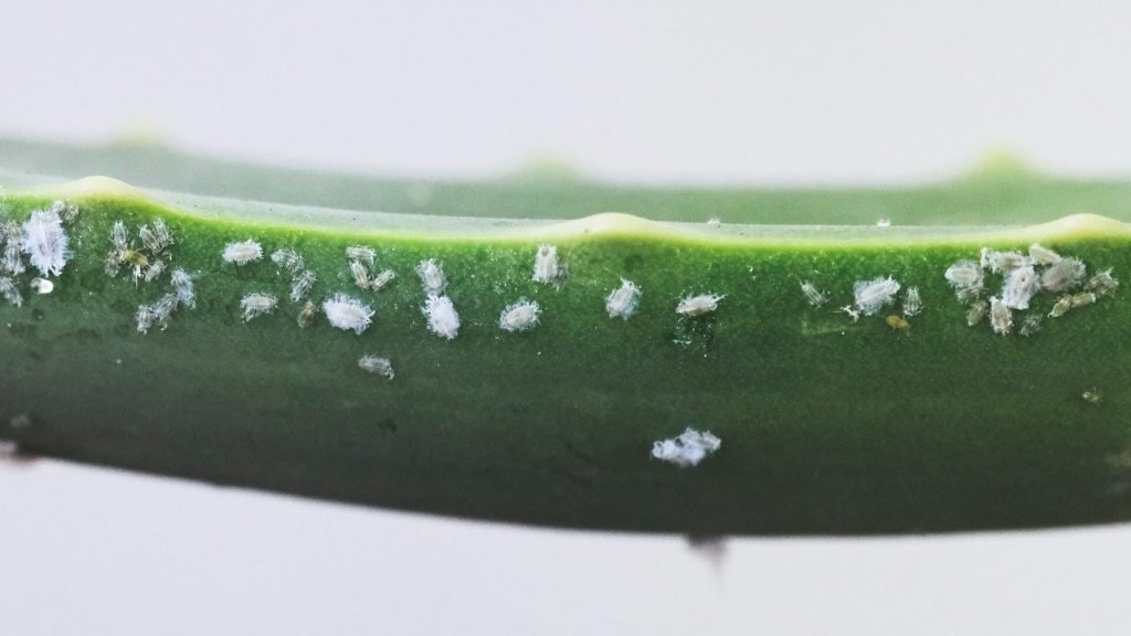 A plant infested with mealybugs.